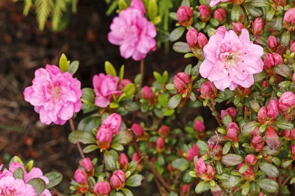 花园里漂亮的粉红杜鹃（杜鹃）. — 图库照片