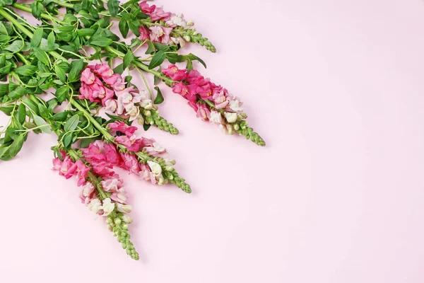 Mooie matthiola bloemen op roze achtergrond. — Stockfoto