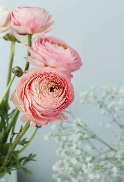 青地にピンクのランクラスの花. — ストック写真