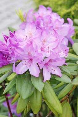 Bahçedeki güzel pembe rhododendron (açelya). 