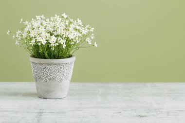 Seramik kaplarda Saxifraga arendsii (Schneeteppich) çiçekleri. 