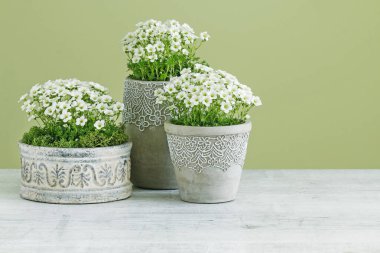 Seramik kaplarda Saxifraga arendsii (Schneeteppich) çiçekleri. 