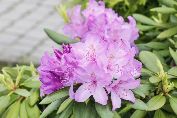 Beau rhododendron rose (azalée) dans le jardin . — Photo