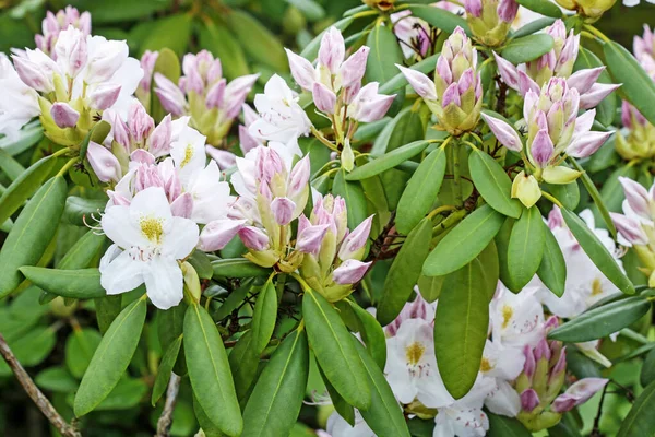 Hermoso rododendro rosa (azalea) en el jardín . — Foto de Stock