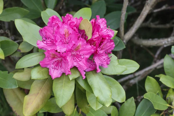 Beau rhododendron rose (azalée) dans le jardin . — Photo