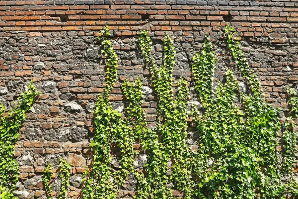 Stará zeď zdobená zelenými rostlinami. — Stock fotografie