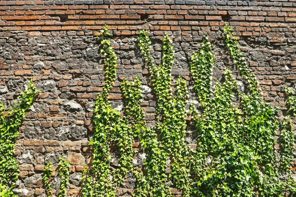 Parede velha decorada com plantas verdes . — Fotografia de Stock