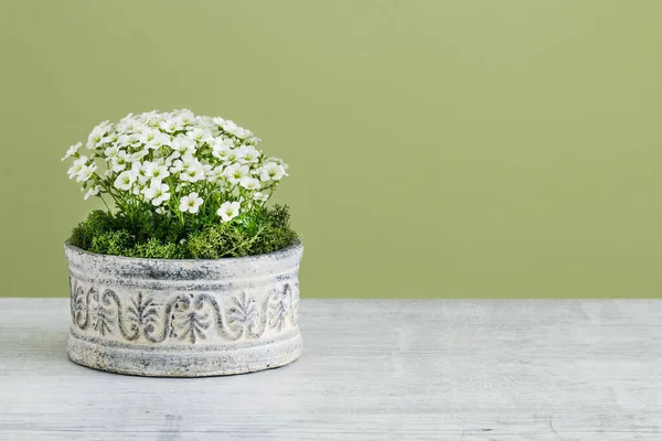 Fleurs de Saxifraga arendsii (Schneeteppich) dans des pots en céramique . — Photo