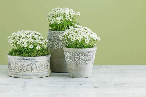 Saxifraga arendsii (Schneeteppich) flowers in ceramic pots. — Stock Photo, Image