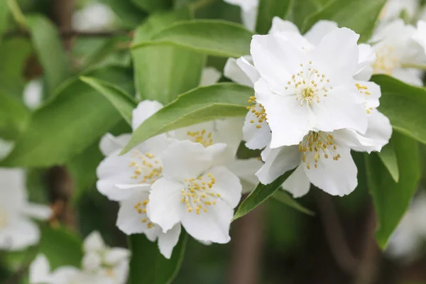 Gyönyörű fehér jázmin virágok a kertben. — Stock Fotó