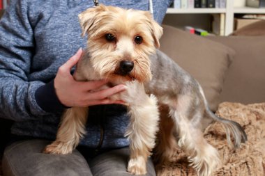 Sonsuza dek arkadaş: insan ve onun sevimli köpeği. Dinlenme zamanı.