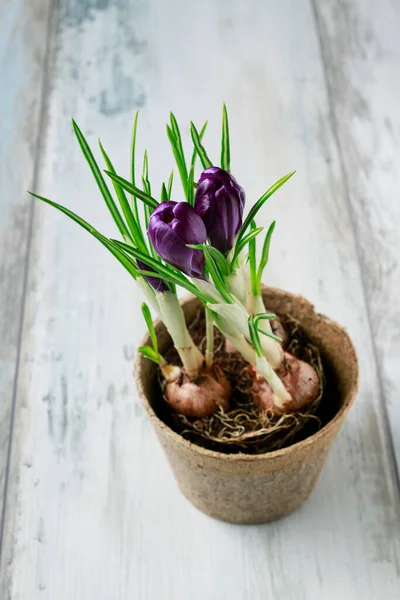 Цветок Крокуса Бумажном Горшке Весенний Декор — стоковое фото