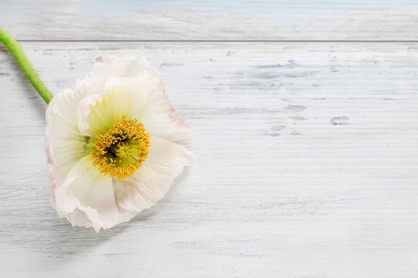 White poppy flower on rustic wooden background. Graphic resources