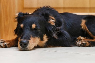 Genç, güzel siyah bir köpeğin portresi. Puppy evde sahiplerini bekliyor..