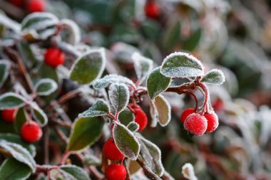 Buzların altında kırmızı böğürtlen (cotoneaster horizontalis). Kış sabahı
