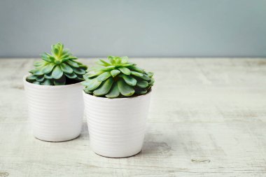 Beyaz ahşap masadaki sulu bitki, boşluğu kopyala.