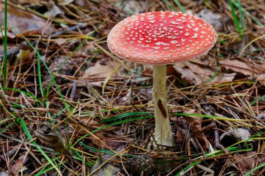 Ormanda Kızıl Sinek (amanita muscaria). Sonbahar zamanı