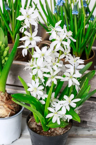 Jarní Květiny Dřevěném Stole Bílé Pozadí Zahradní Koníček — Stock fotografie