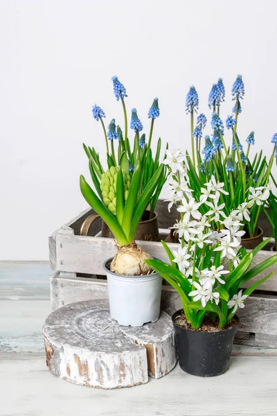 Wiosenne Kwiaty Drewnianym Stole Białe Tło Hobby Ogrodowe — Zdjęcie stockowe