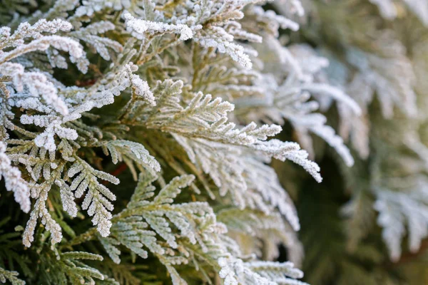 庭の霜の葉 冬の朝 — ストック写真