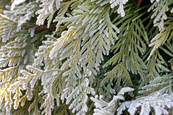 Frosted Levelek Kertben Téli Reggel — Stock Fotó