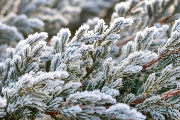 Feuilles Givrées Dans Jardin Matin Hiver — Photo