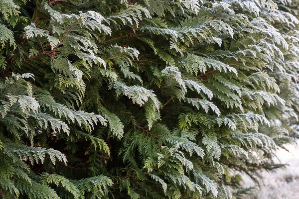 庭の霜の葉 冬の朝 — ストック写真