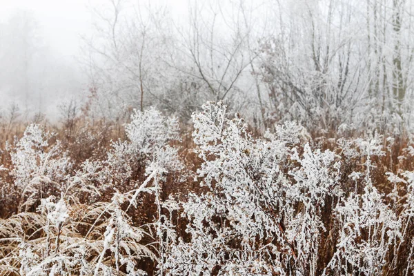 清晨在乡间结霜的树木 美丽的冬日 — 图库照片