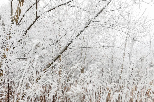 Arbres Givrés Matin Campagne Belle Journée Hiver — Photo