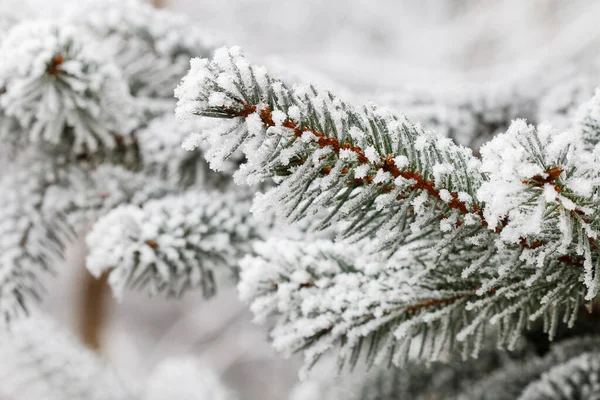 Frostige Bäume Morgen Auf Dem Land Schöner Wintertag — Stockfoto