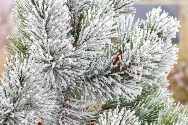 Alberi Ghiacciati Mattino Campagna Bella Giornata Invernale — Foto Stock