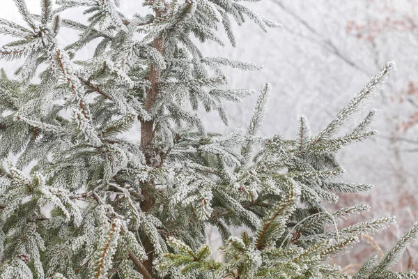 Замороженные Деревья Утром Сельской Местности Прекрасный Зимний День — стоковое фото