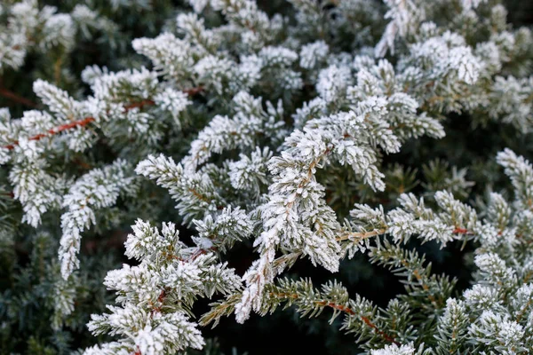 Alberi Ghiacciati Mattino Campagna Bella Giornata Invernale — Foto Stock