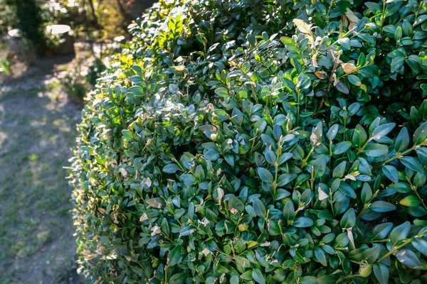 Buxus Arbusti Nel Parco Pubblico Hobby Del Giardino — Foto Stock