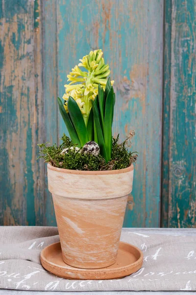 Yellow Hyacinth Flower Ceramic Pot Easter Table Decoration Festive Time — Stock Photo, Image