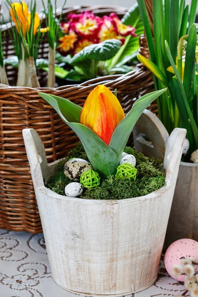 Beautiful Spring Flowers Wicker Basket Table Spring Decor — Stock Photo, Image