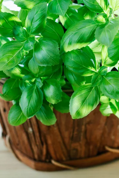 Folhas Verdes Manjericão Alimentos Saudáveis — Fotografia de Stock