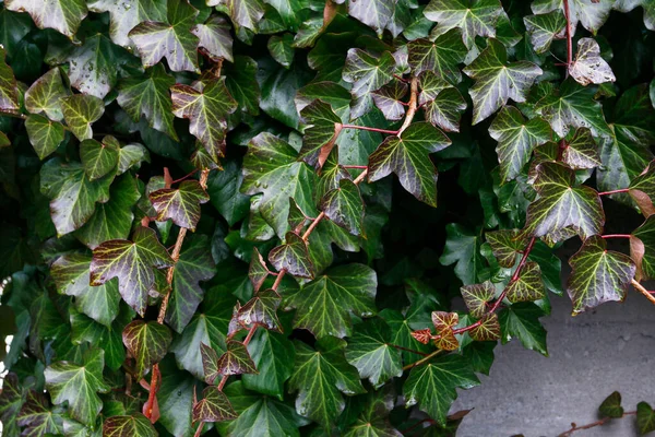 Ivy Parte Inverno Sfondo Verde Risorse Grafiche — Foto Stock