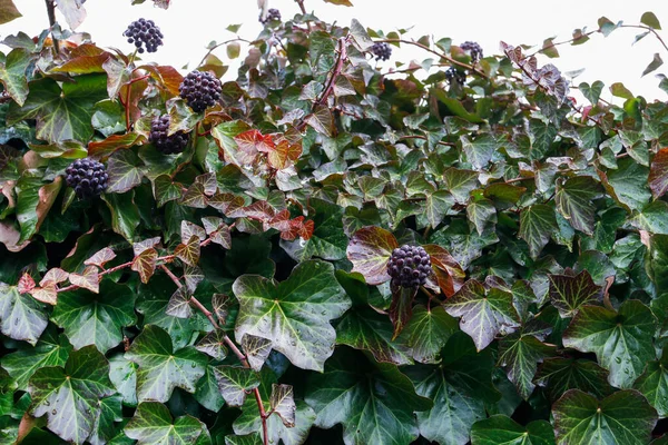 Efeu Blättert Winter Grüner Hintergrund Grafische Ressourcen — Stockfoto