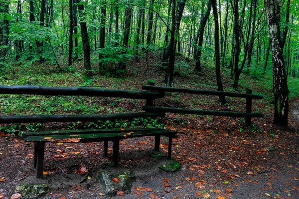 Jour Pluie Dans Forêt Saison Estivale Détendez Vous — Photo