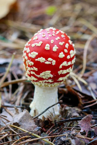 Mouche Rouge Agarique Amanita Muscaria Dans Forêt Heure Automne — Photo