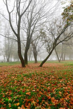 Sisli sonbahar parkı, güzel Ekim sabahı. Güzel manzara