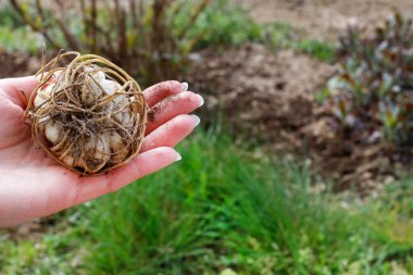 Kadın, bahçede Lily Rhizome 'u elinde tutuyor. Bahçe hobisi