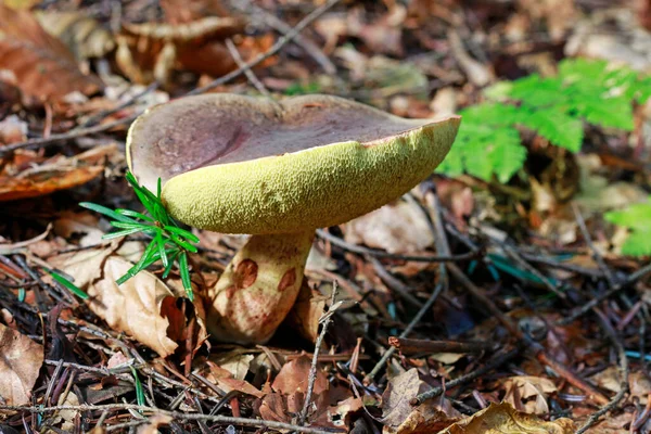 Гриб Hemileccinum Impolitum Лесу Осеннее Время — стоковое фото