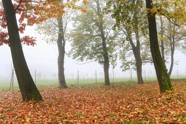 Mlhavý Podzimní Park Krásné Říjnové Ráno Krásná Krajina — Stock fotografie