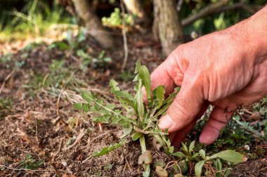 Ev bahçesindeki yerden yabani otların temizlenmesi. Bahar çalışması