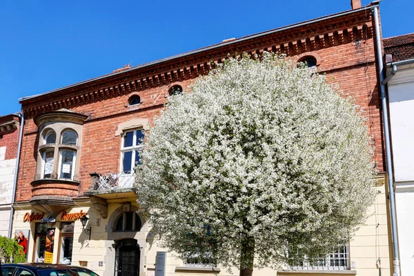 Kirschbaum Blüte Und Schöne Alte Tempentes Hauptmarkt Myslenice Polen — Stockfoto