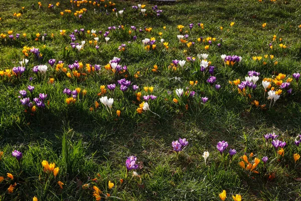 Όμορφη Άνοιξη Λουλούδι Κρεβάτι Στην Περιοχή Podgorze Της Κρακοβίας Πολωνία — Φωτογραφία Αρχείου