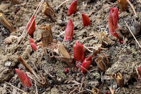 Pfingstrosentriebe Die Frühjahr Aus Dem Boden Wachsen Gartenhobby — Stockfoto