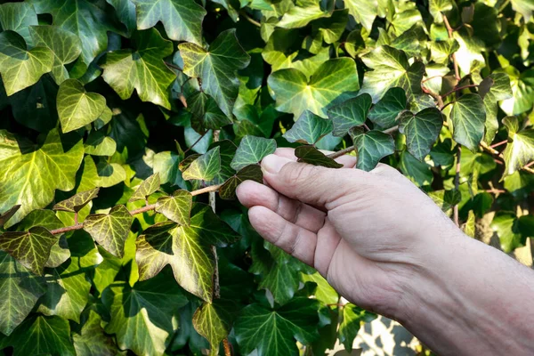 Giardiniere Rimuove Fogliame Secco Ramoscelli Dal Rampicante Edera Lavoro Primaverile — Foto Stock